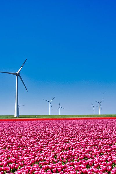 Tulpenveld van YesItsRobin