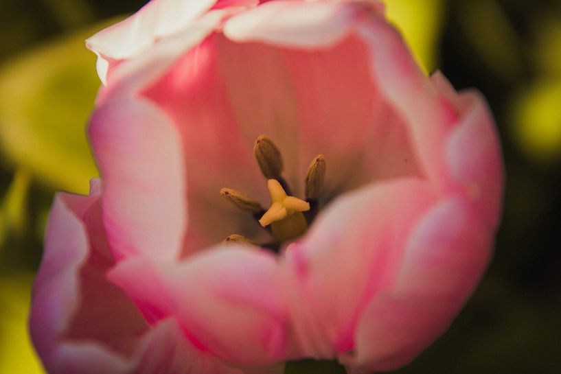 Roze tulp van dichtbij van Stedom Fotografie