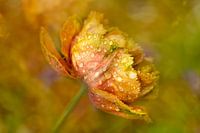 Tulpen-Eis am Stiel