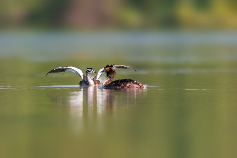 young great crested grebe chick starts the first attempts at fli von Mario Plechaty Photography