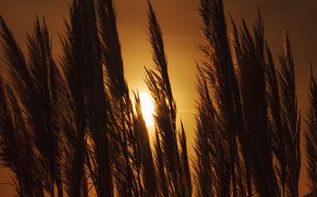 Ziergräser vor dem Hintergrund der aufgehenden Sonne