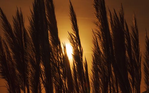 Herbes ornementales sur fond de soleil levant