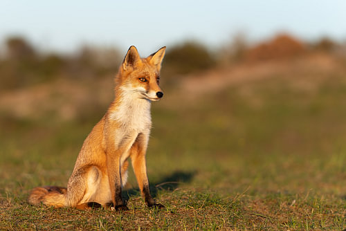 Young fox