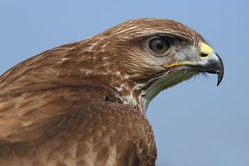 Mäusebussard (Buteo buteo) von Ronald Pol