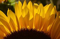 Zonnebloem tegenlicht