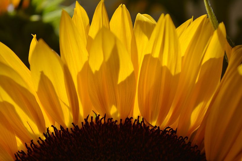 Zonnebloem tegenlicht van Yolande Mulder