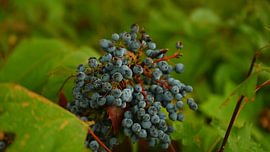 Des grappes de baies de mahonia bleues dans le jardin d'automne sur Yente Nicaise