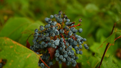 Clusters of blue mahonia berries in the autumn garden