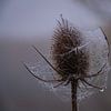 Thistle with a web of droplets by FotoGraaG Hanneke