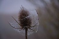 Thistle with a web of droplets by FotoGraaG Hanneke thumbnail