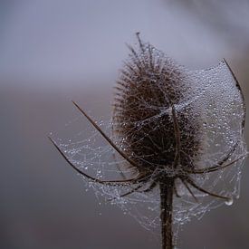 Distel mit einem Netz aus Tröpfchen von FotoGraaG Hanneke