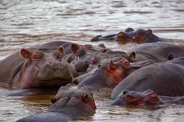 Nijlpaarden van Peter Michel