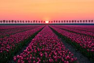 Sunrise Symphony Over Tulip Fields - Westbeemster by Pieter Struiksma thumbnail