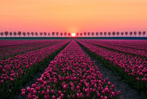 Zonsondergang symfonie boven tulpenvelden - Westbeemster