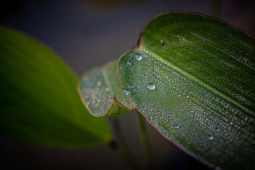 Dewdrops by Ansgar Peter