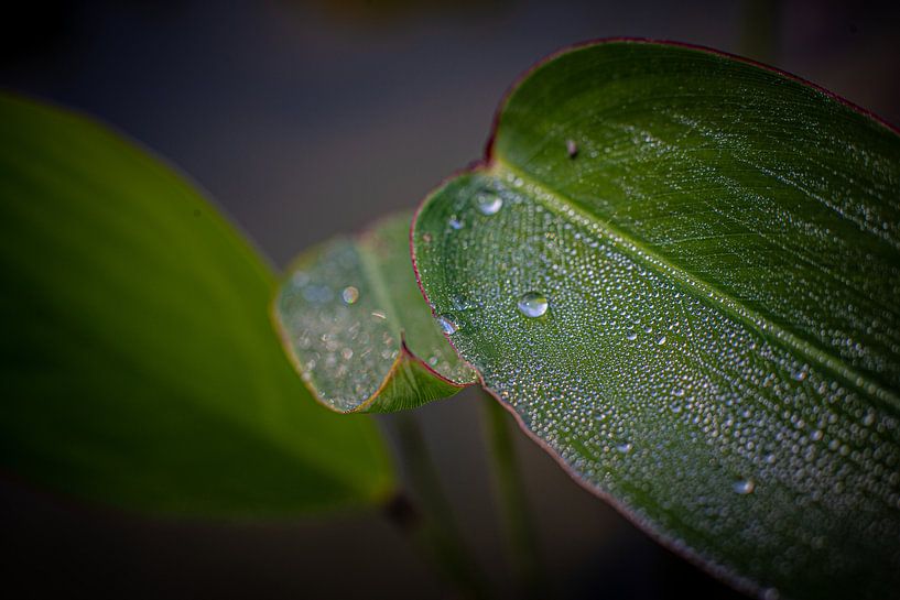Dewdrops by Ansgar Peter