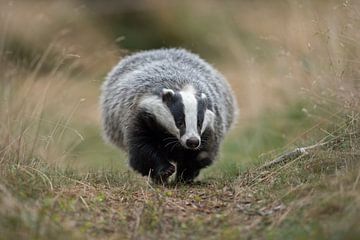 European Badger ( Meles meles ) running over a badger's path, funny frontal shot, low point of view. van wunderbare Erde