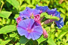 Purperen trompetbloem (Campsis) van Silva Wischeropp