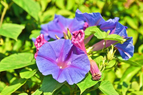 Purperen trompetbloem (Campsis)