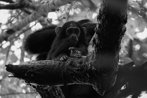 Bébé chimpanzé, Ouganda, noir et blanc