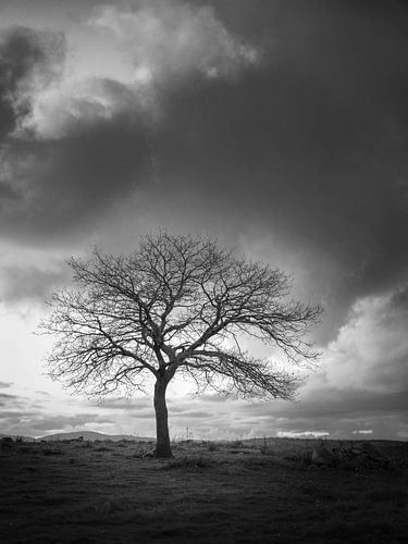 Tree of Light
