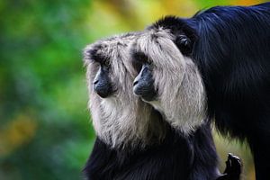 Twee baardapen  ( ookwel wanderoe of leeuwenstaartmakaak genoemd ) van Chihong