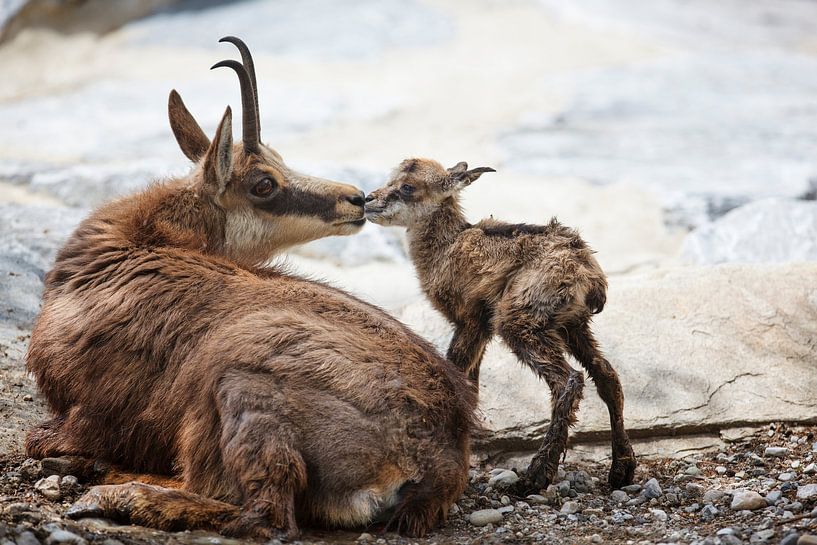 Newborn chamois in the Alps by Dieter Meyrl