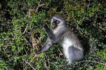 Vervet of groene meerkat geniet van een maaltijd in Kariega (Zuid-Afrika) van Wolfgang Stollenwerk