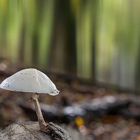Porselein zwam eenzaam in het bos van Jan Poppe