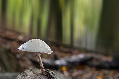 Porselein zwam eenzaam in het bos van Jan Poppe