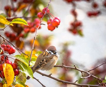 Field sparrow on apple tree with red apples in autumn by ManfredFotos