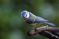 Blue tit