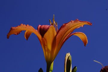 Lily with blue background by Bennie Eenkhoorn