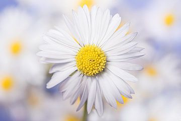 Eyecatcher : marguerites, c'est le printemps ! sur Marjolijn van den Berg