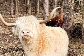 Schottischer Highlander Weiß