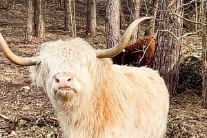 Schottischer Highlander Weiß