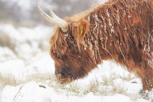 Un highlander écossais dans la neige