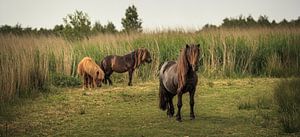 Wilde pony's in het moeras van Luis Boullosa