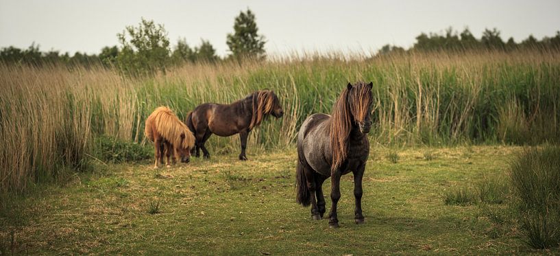 Wilde Ponys im Sumpfgebiet von Luis Boullosa