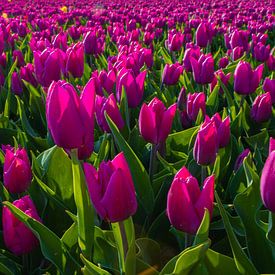 Feld mit rosa Tulpen von Yvonne Verlaan