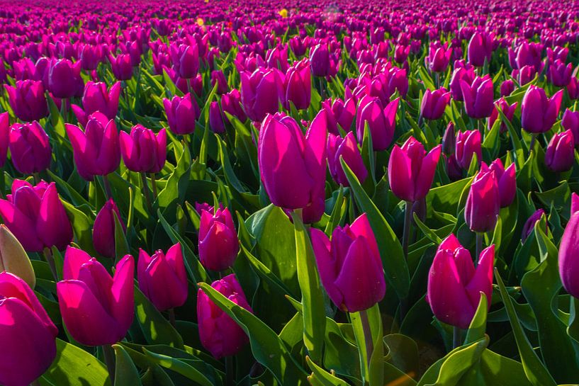 Feld mit rosa Tulpen von Yvonne Verlaan