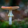 Fly agaric by Bart Hendrix