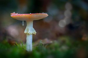 Fliegenpilz