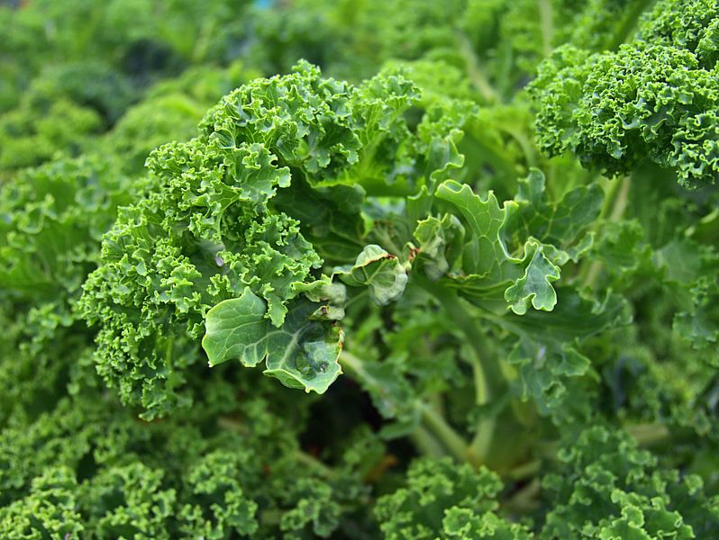 Boerenkool van Edgar Schermaul