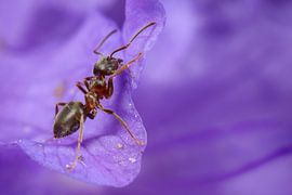 Mier klimt naar de top von Amanda Blom