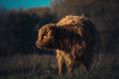 Scottish Highlander by Jeroen Rosseels