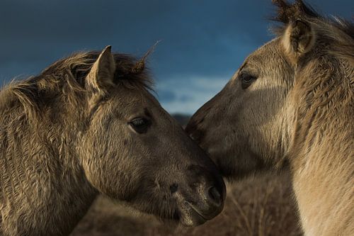 Konik paarden in de uiterwaarden