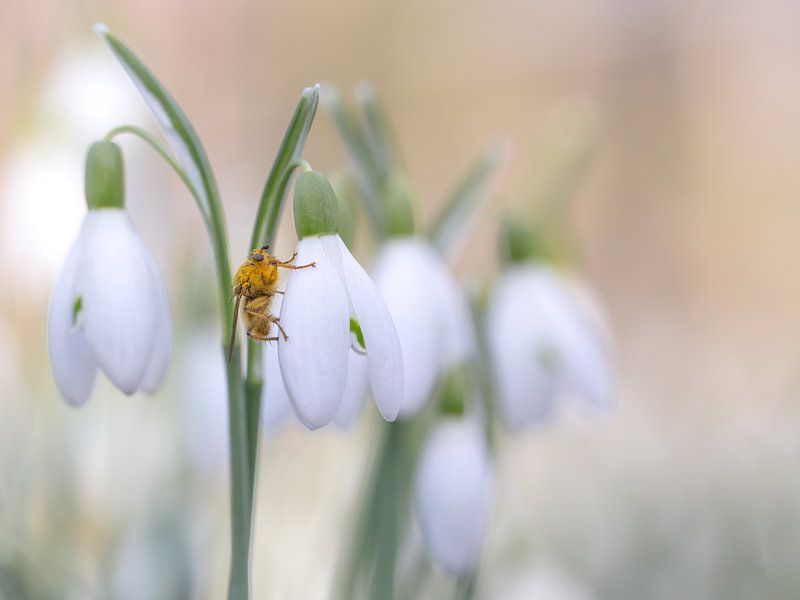 Sneeuwklokjes by Jacqueline Heemskerk