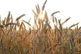 Die Sonne sinkt langsam und überzieht das weitläufige Weizenfeld mit einem warmen, fließenden Goldteppich. Jedes einzelne Weizenkorn fängt das letzte intensive Sonnenlicht ein, wodurch sich die Konturen wie feine, funkelnde Fäden aus reinem Gold abzeichnen. von Petra Hauwert