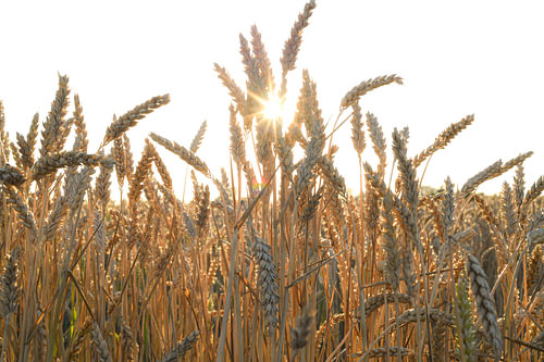De zon zakt langzaam en giet een warme, vloeibare deken van goud over het gestrekte tarweveld, Elk afzonderlijk graanprentje vangt het laatste intense zonlicht op waardoor de contouren oplichten als fijne schitterende draden van puur goud